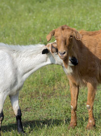 A portrait of two goats in the scene of tenderness against the background of green grass