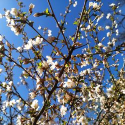 Low angle view of cherry blossoms against sky