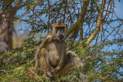 Low angle view of monkey on tree against sky