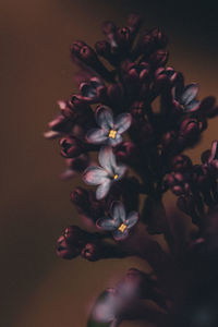 Close-up of rose flower over black background