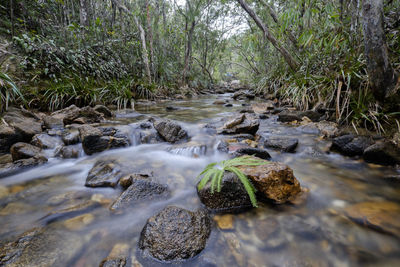 Stream flowing through forest