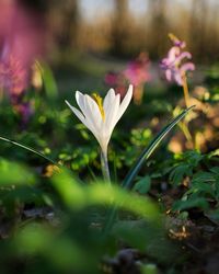 Close-up of white crocus flower on field