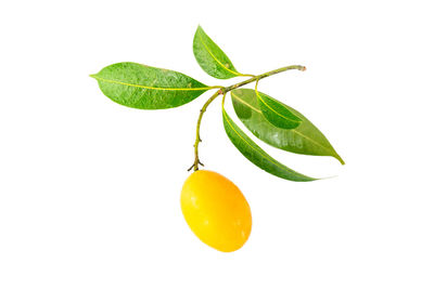 Close-up of fruit against white background