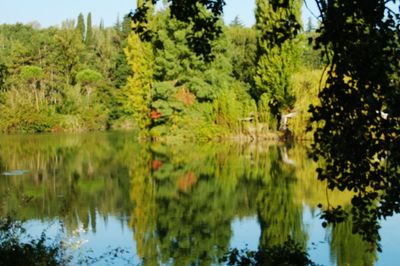 Reflection of trees in calm lake