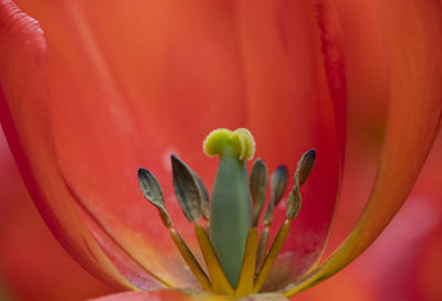 Close-up of red rose flower bud