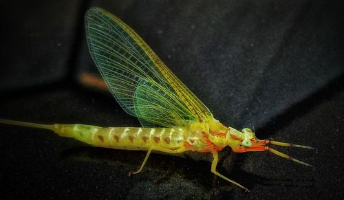 Close-up of insect on leaf