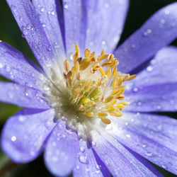 Close-up of yellow flower