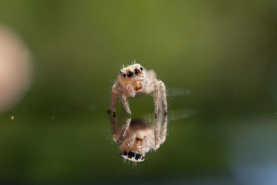 Close-up of spider