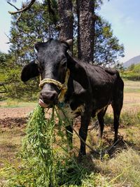 Cow standing in a field