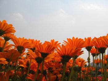 Close-up of orange flowers blooming on field against sky