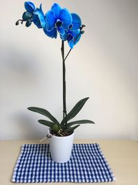 Close-up of flower vase on table at home