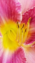 Macro shot of pink flower