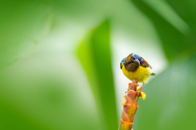 Close-up of bird perching on leaf