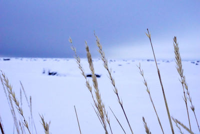 Close-up of grass against clear sky