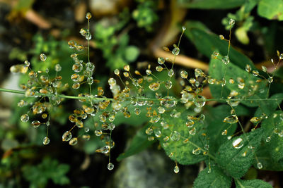 Close-up of wet plant leaves during rainy season