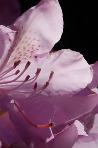 Close-up of pink rose flower