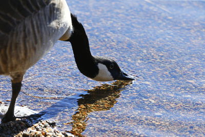 Canada goose drinking water at riverbank