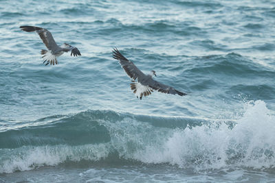 Seagulls flying over sea