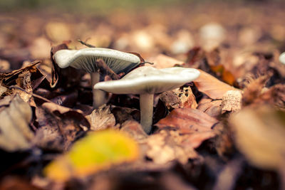 Close-up of mushroom on leaves