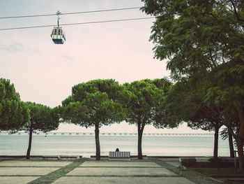 View of trees on promenade