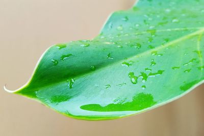 Close-up of green leaves