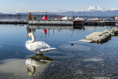 The varese lake with the alps in background and a swan thar is reflected in the water