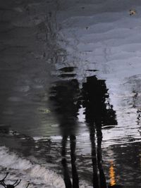Reflection of trees in water
