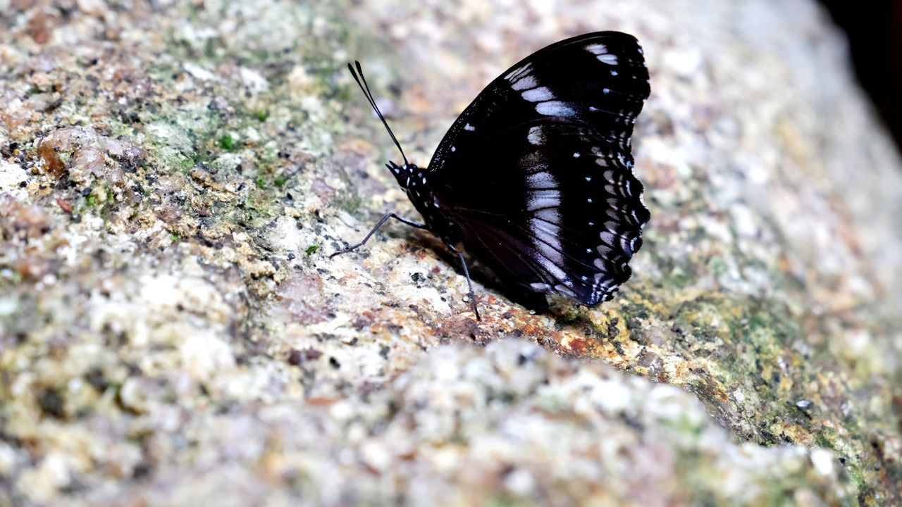 CLOSE-UP OF BUTTERFLY