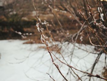 Close-up of branches on branch