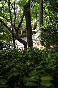 Trees growing in forest