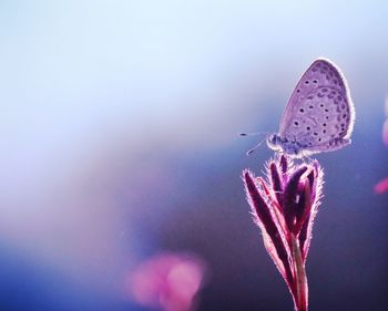 Close-up of butterfly pollinating on purple flower