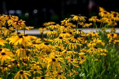 Close-up of yellow flowering plant on field