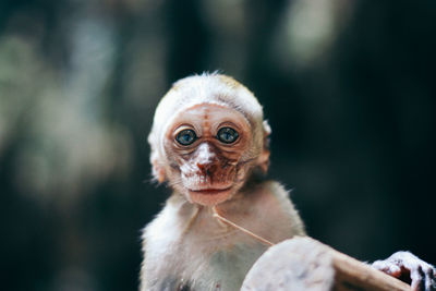 Portrait of infant monkey
