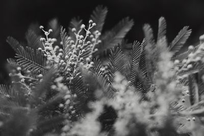 Close-up of plants