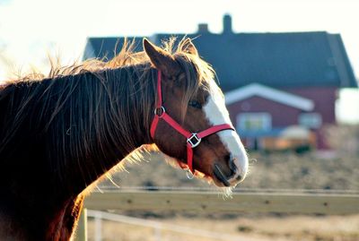 Close-up of horse