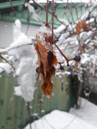 Close-up of plant hanging on tree