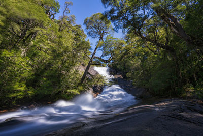 River flowing amidst trees in forest against sky