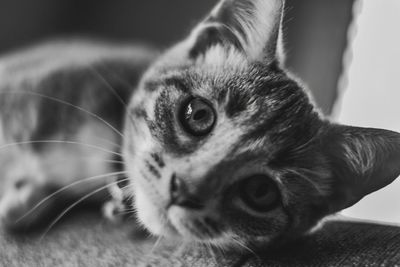 Close-up portrait of cat