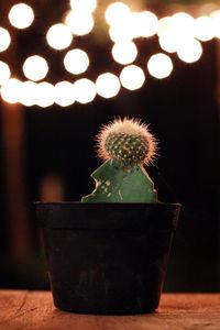 Close-up of potted cactus plant