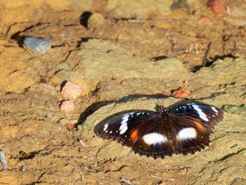 Close-up of butterfly