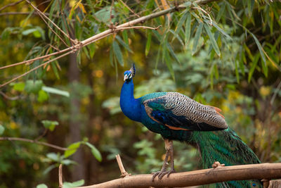 Bird perching on a branch