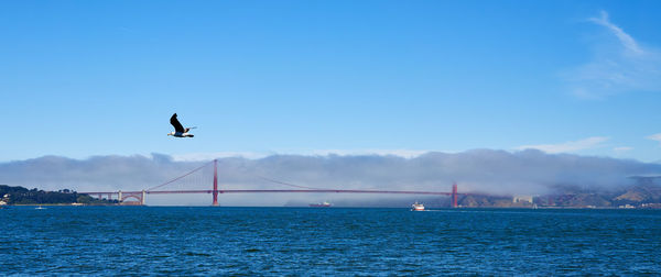 Seagull flying over sea against clear blue sky