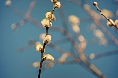 Close-up of flower buds