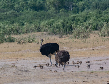 Birds on a field