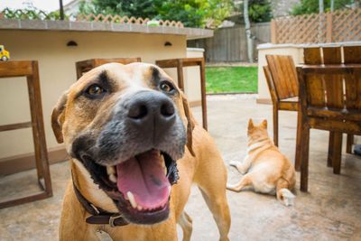 Portrait of dog sitting outdoors