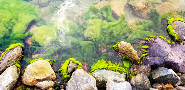 High angle view of turtle on rock