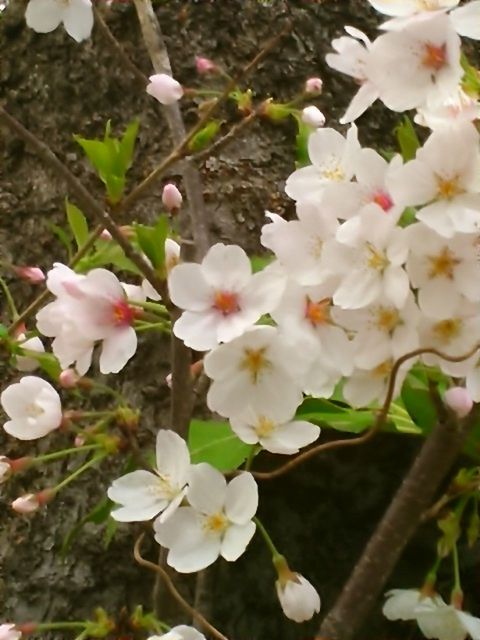 CLOSE-UP OF WHITE CHERRY BLOSSOMS