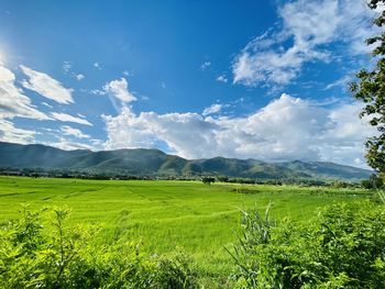 Scenic view of field against sky