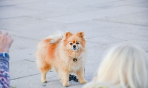 Portrait of dog 