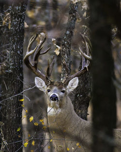 Close-up of deer